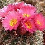 Notocactus uebelmannianus ©JLcoll.3506.jpg